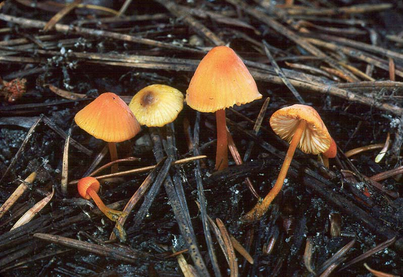 Mycena strobilinoides